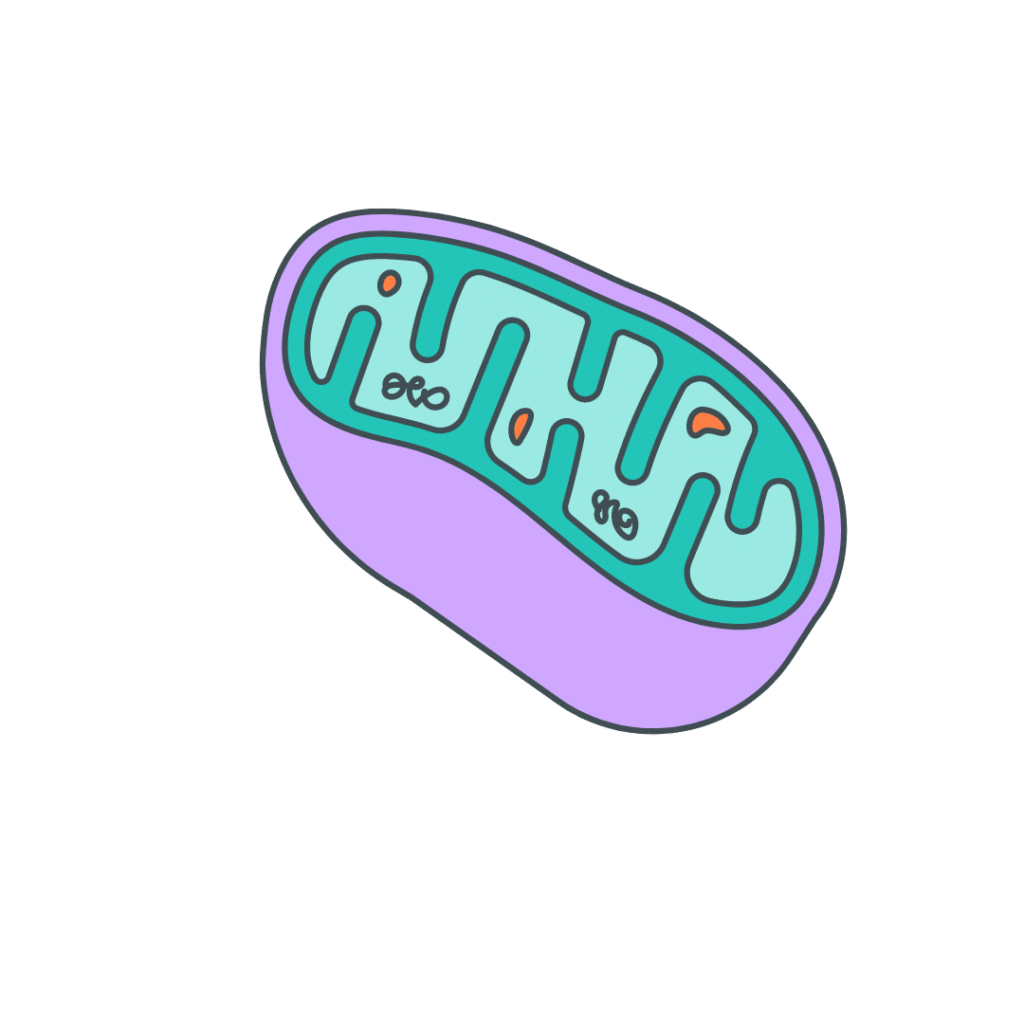 mitochondrija